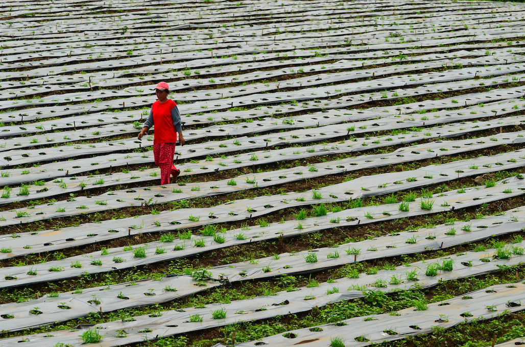 A farmer is walking past rows of plastic-covered plots in Candelaria, Quezon in the Philippines.