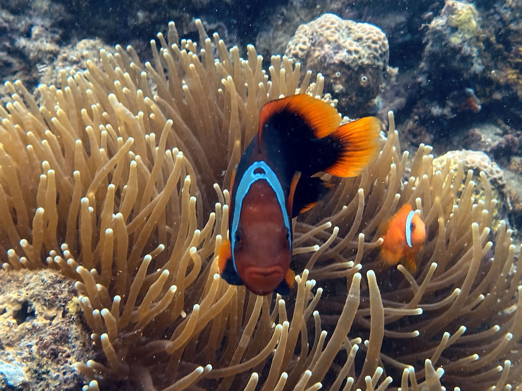 A clown fish swims around corals.