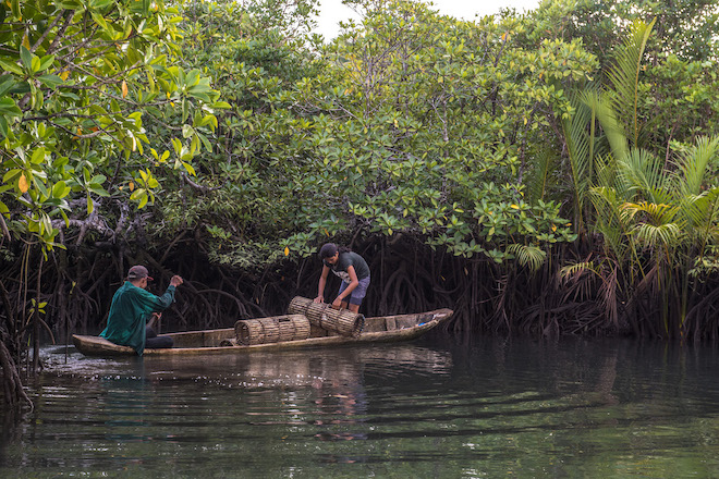 People fishing at a mangrove in the Philippines.