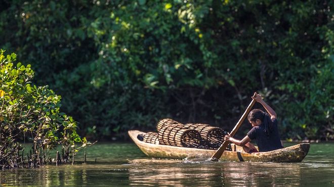 A man paddling his fishing boat across mangroves. 