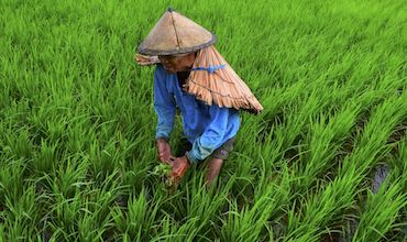 A farmer working in a paddy field.