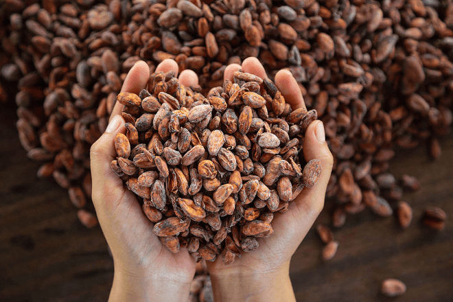 A close-up of a pair of hands scooping cacao beans.