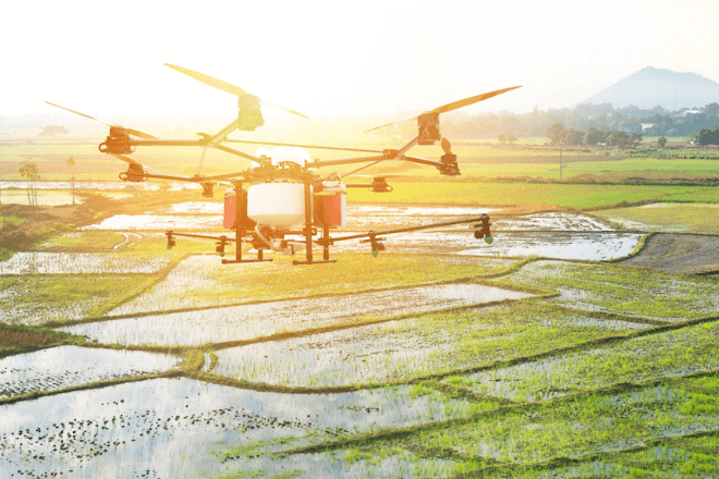 A drone flies over rice fields.