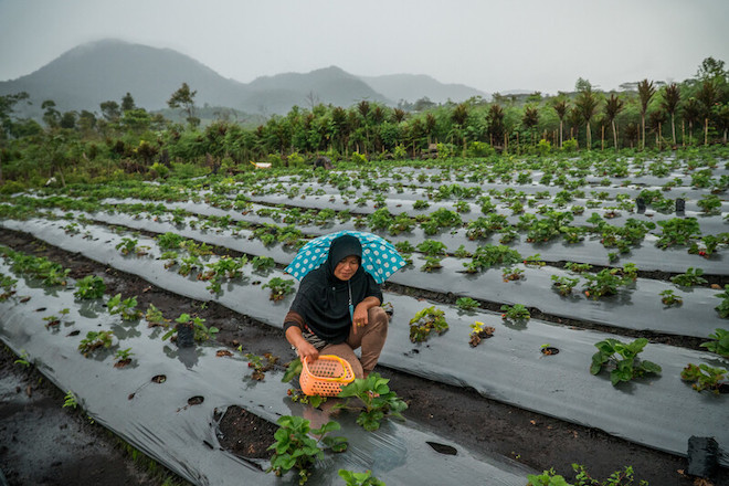 A farmer attending to her strawberry field in Indonesia. 