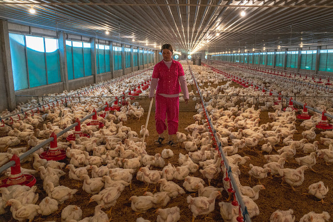 A worker at a feeding chickens at a farm in Cambodia.