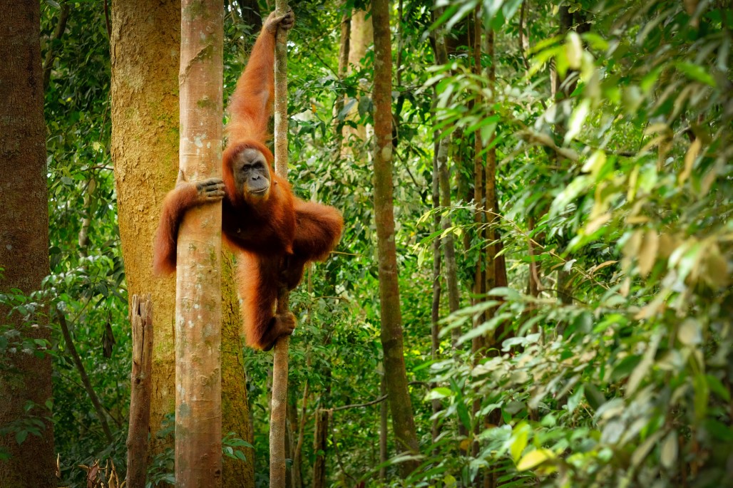 An orangutan is seen in a Borneo forest.