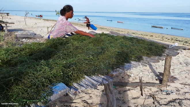 A woman drying seaweeds by the beach in Indonesia.