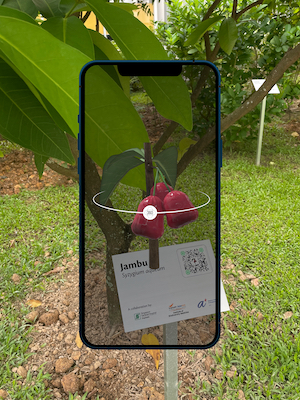 A view of a slide featuring the tropical fruit jambu at the genomic garden. Photo credit: Courtesy of MeshMinds