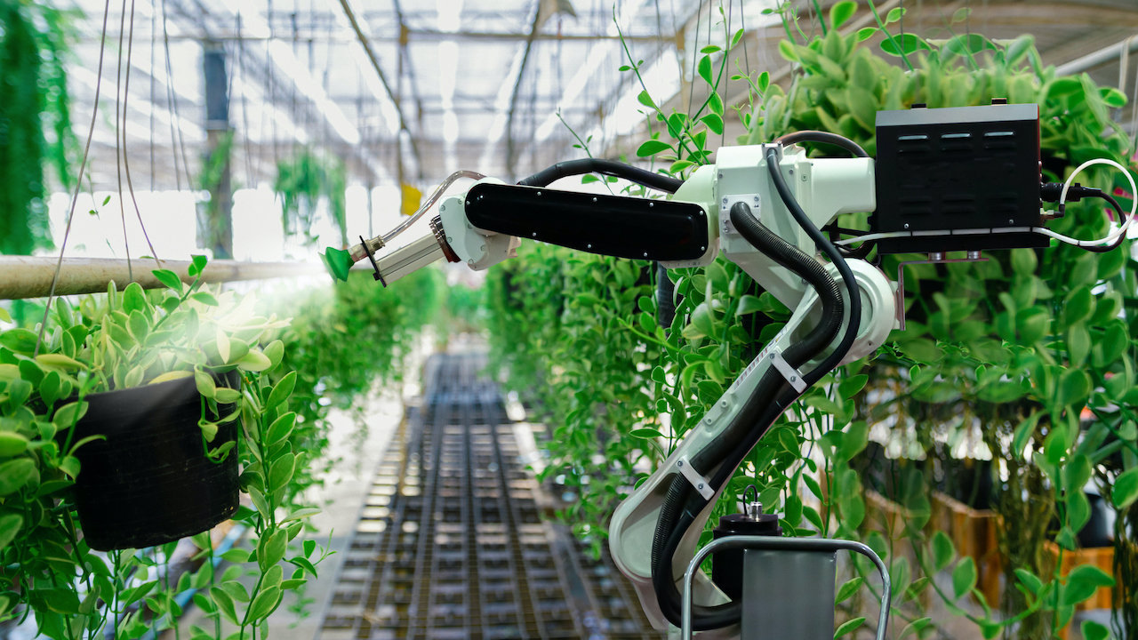 In urban farms, growers increasingly rely on AI solutions to grow crops. Photo credit: iStock/sompong_tom.