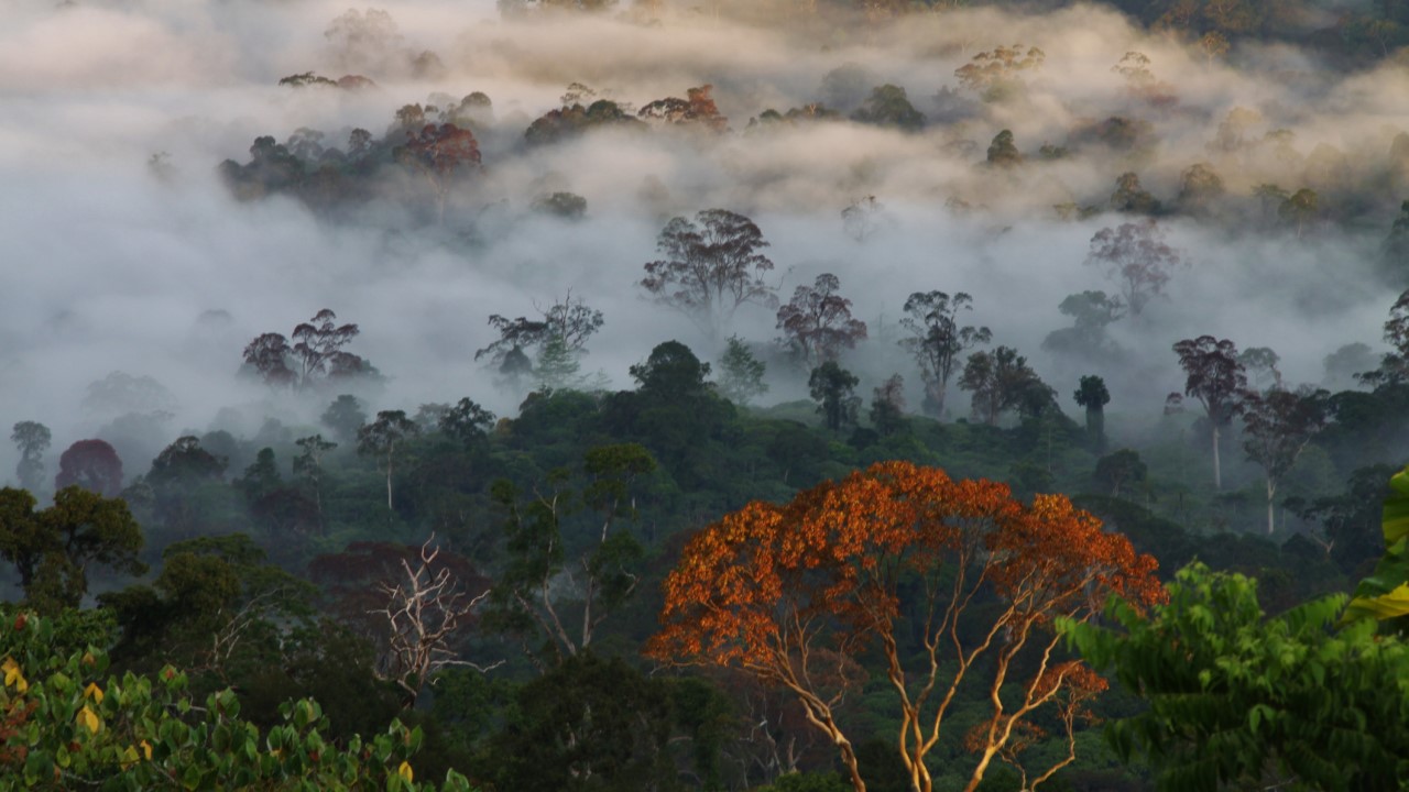 Kuamut and other rainforests on the island of Borneo are known collectively as the Heart of Borneo. They make up about a third of Asia’s largest island and serve as the “lungs of the earth,” drawing in carbon dioxide from the atmosphere and breathing out oxygen. Photo credit: iStock/Jason T. Mulvaney.