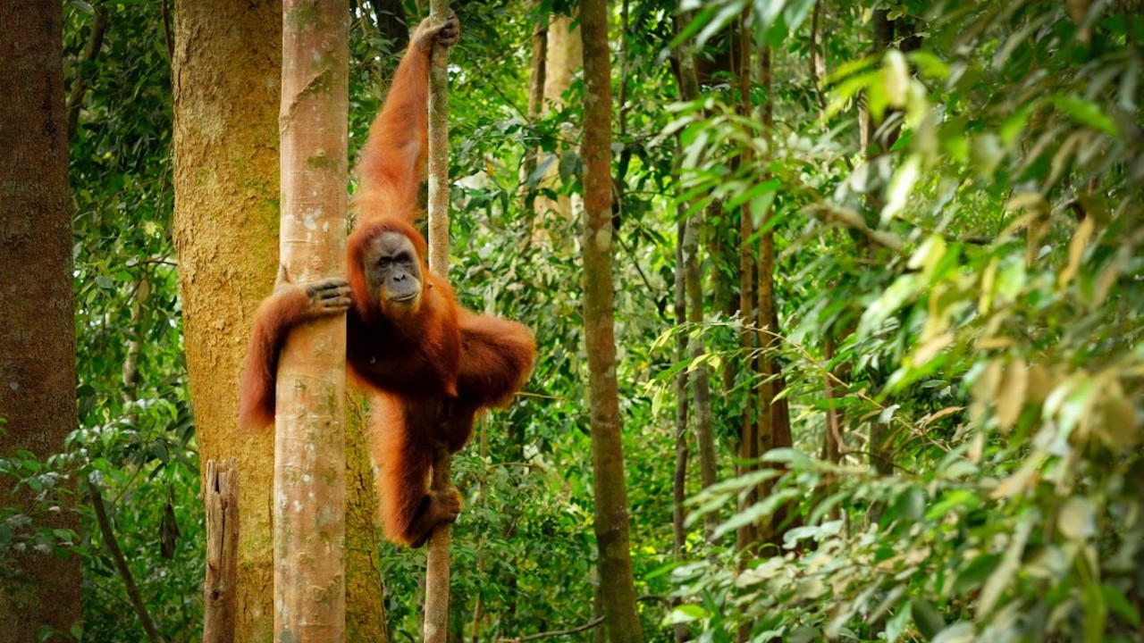 Over the years, forest conversion and degradation have made the rainforests in Borneo a top priority for conservation. Photo credit: iStock/Rita Enes.