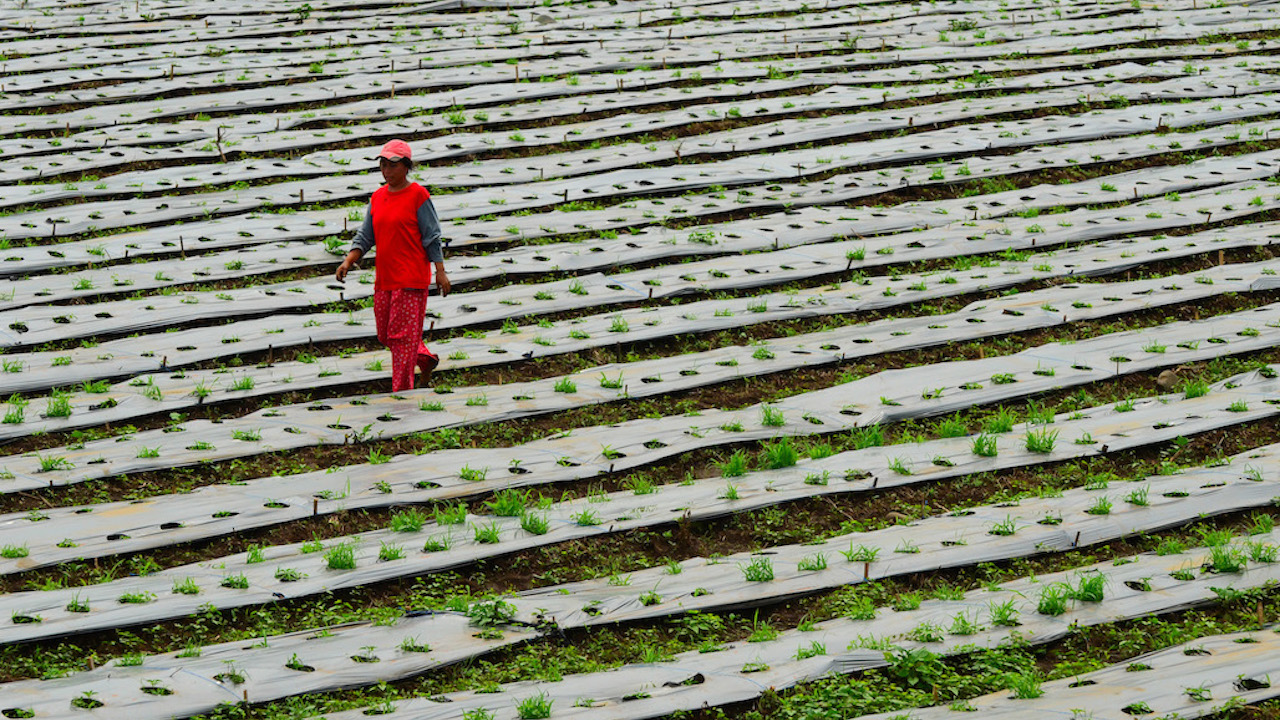 The average size of farms in the Philippines shrank to 0.9 hectare per family as of 2012 from almost 3 hectares in the 1980s. Photo credit: ADB