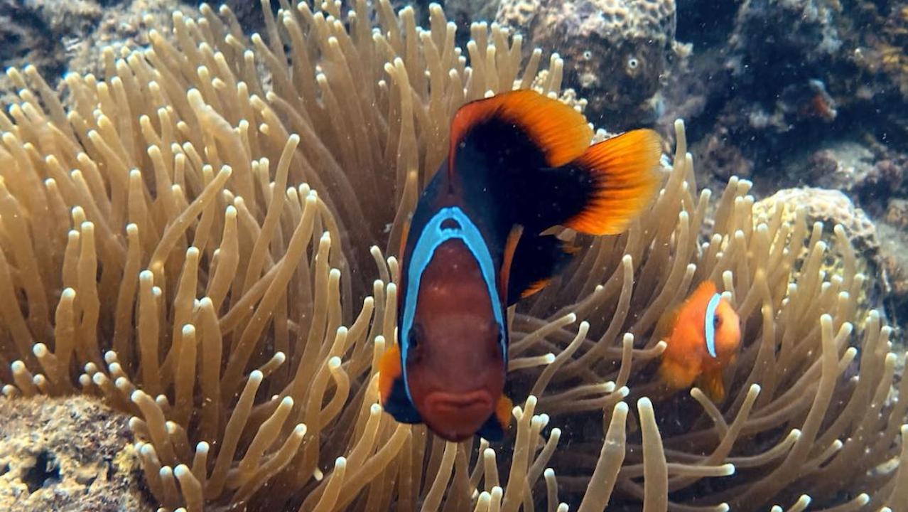 Over 85% of remaining coral reefs in Asia and the Pacific are vulnerable to typhoons and other risks. Photo credit: ADB.