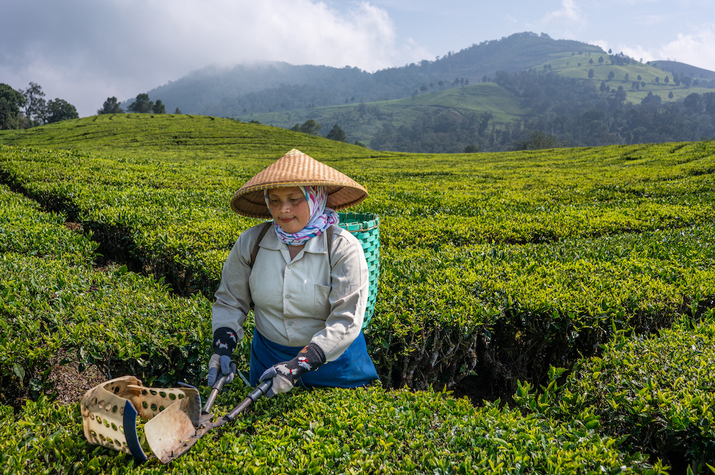 Earth observation solutions can help farmers monitor and manage their fields to improve crop production.