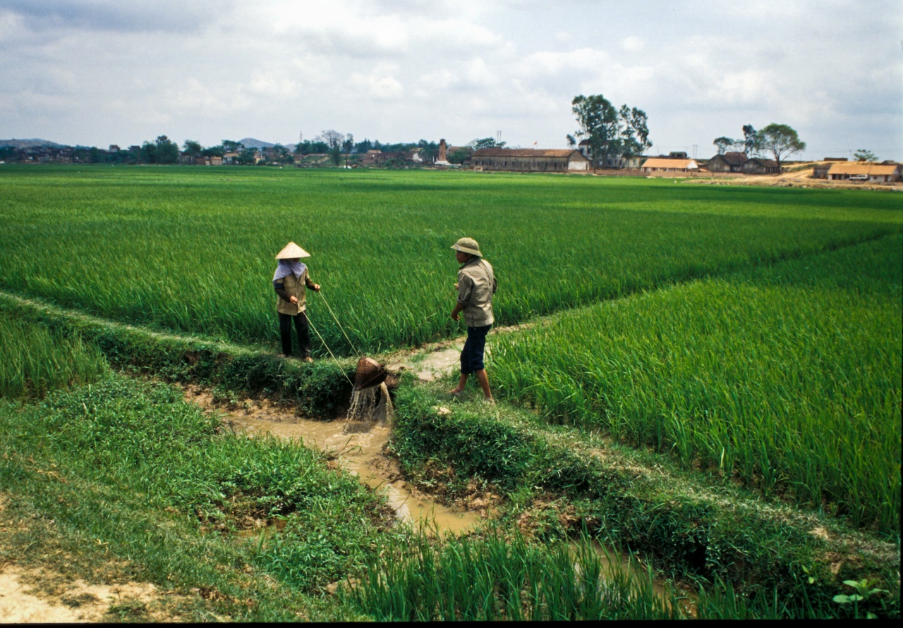 Farmers in a rice field. 