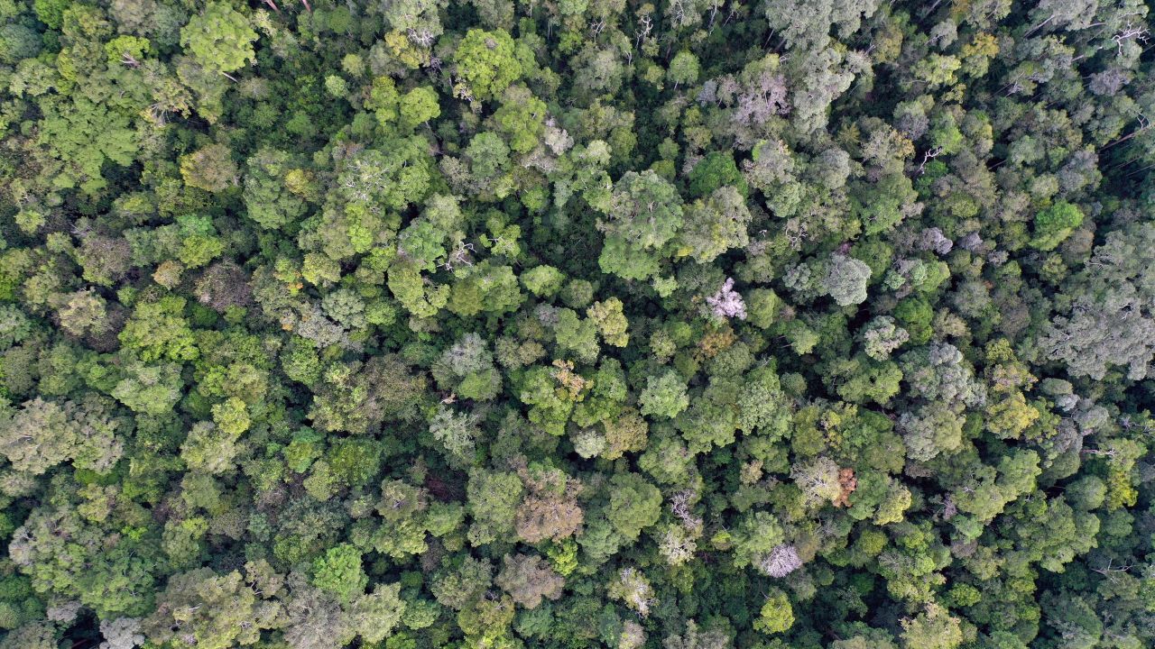 The Kapuas Hulu district has two national parks—Betung Kerihun, which features montane (or cloud) rain forests and lowland forests, and Danau Sentarum, a vast floodplain with seasonal lakes, freshwater swamp forest, and peat swamp forest. Photo credit: iStock/Rhett Ayers Butler - Mongabay.