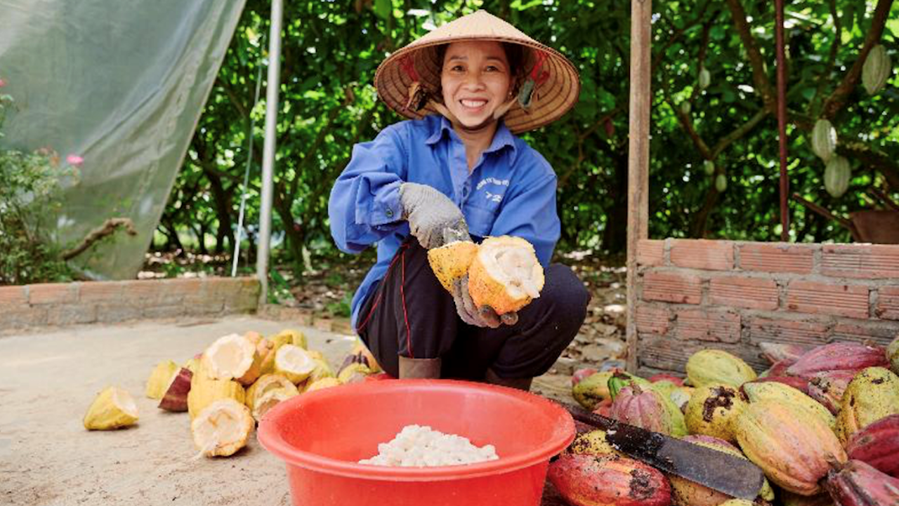 Cocoa farmer Bui Thi Lien collecting wet beans from cocoa pods. Photo credit: Courtesy of SWITCH-Asia.