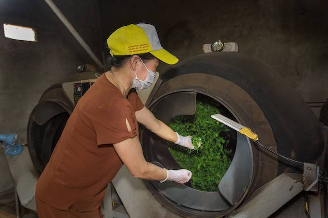A woman drying tea leaves at a factory in Viet Nam.