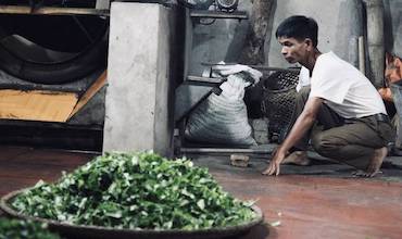 Dang Ngoc Ha drying some tea leaves.