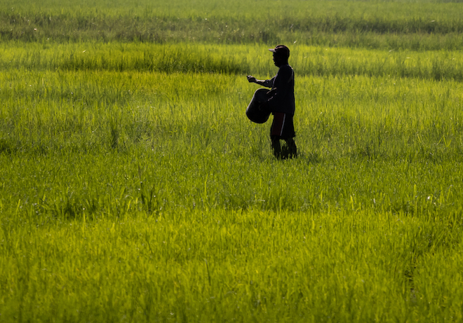 A man working in a rice field.