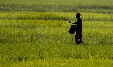 A man working in a rice field.