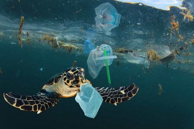 A sea turtle swims with plastic litter around him.