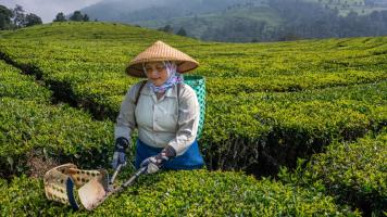 Earth observation solutions can help farmers monitor and manage their fields to improve crop production. Photo credit: ADB