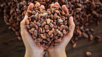 The Philippines' cacao output remains far below the target of 100,000 metric tons by 2022. Photo credit: iStock/Narong KHUEANKAEW.