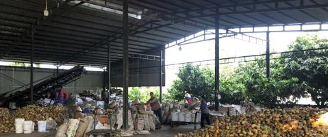 Trong Duc Company has up to 5,000 tons of fresh cocoa pod waste that needs to be processed every year. Photo courtesy of Helvetas. 