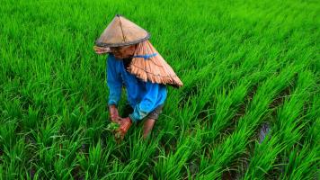 Rice is the lifeblood of the region. It feeds more than half the population daily and is the cornerstone of livelihoods for millions of rural poor. Photo credit: ADB.