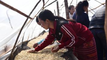 Women are integral to coffee production. However, they are largely confined to the initial stages of the coffee value chain—production and processing. Photo credit: Courtesy of SWITCH-Asia.