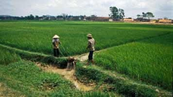 Farmers in a rice field. Photo credit: ADB.