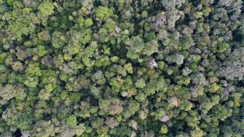 The Kapuas Hulu district has two national parks—Betung Kerihun, which features montane (or cloud) rain forests and lowland forests, and Danau Sentarum, a vast floodplain with seasonal lakes, freshwater swamp forest, and peat swamp forest. Photo credit: iStock/Rhett Ayers Butler - Mongabay.