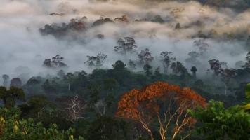 ASEAN is endowed with tropical rainforests, mangroves, peatlands, and growing renewable energy capacity, providing the region with significant opportunities to develop a successful carbon market. Photo credit: iStock/Jason-T-Mulvaney.