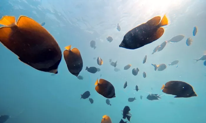 The ocean is valued at more than $24 trillion. Photo credit: ADB.