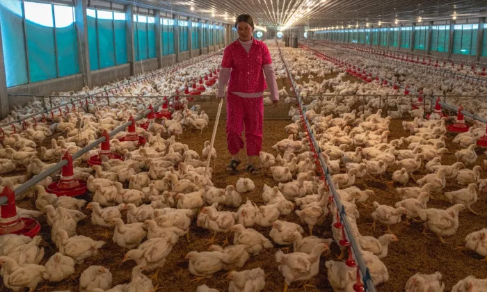 The project will benefit 230 agricultural cooperatives (about 27,000 households) and about 50 agribusinesses in the project areas. Photo credit: ADB.