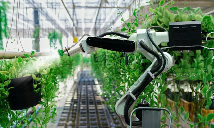 In urban farms, growers increasingly rely on AI solutions to grow crops. Photo credit: iStock/sompong_tom.