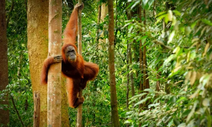 Over the years, forest conversion and degradation have made the rainforests in Borneo a top priority for conservation. Photo credit: iStock/Rita Enes.