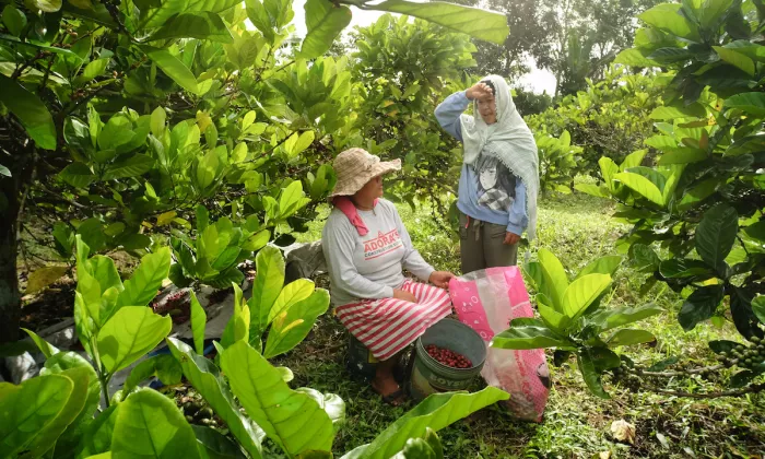ASEAN is a major producer and exporter of palm oil, crude rubber, rice, sugar, seafood, and fruits. Photo credit: ADB.