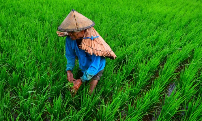 Rice is the lifeblood of the region. It feeds more than half the population daily and is the cornerstone of livelihoods for millions of rural poor. Photo credit: ADB.