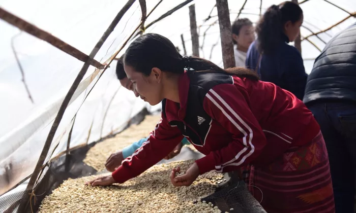 Women are integral to coffee production. However, they are largely confined to the initial stages of the coffee value chain—production and processing. Photo credit: Courtesy of SWITCH-Asia.