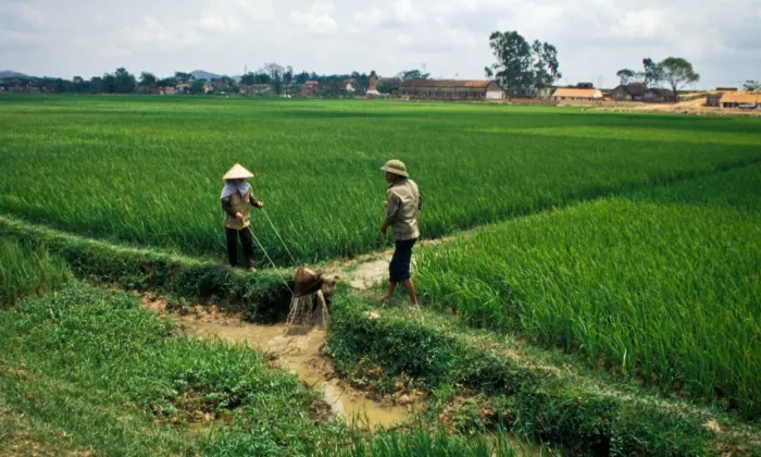 Farmers in a rice field. Photo credit: ADB.