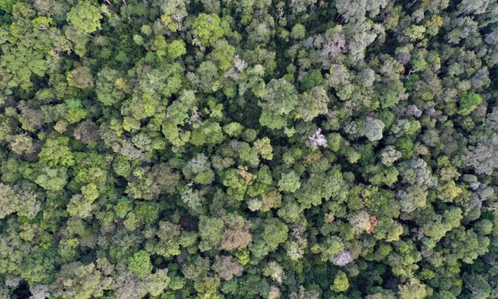 The Kapuas Hulu district has two national parks—Betung Kerihun, which features montane (or cloud) rain forests and lowland forests, and Danau Sentarum, a vast floodplain with seasonal lakes, freshwater swamp forest, and peat swamp forest. Photo credit: iStock/Rhett Ayers Butler - Mongabay.
