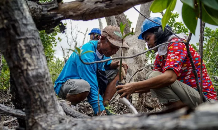 Coastal protection initiatives, such as mangrove planting, strengthen local communities' resilience against storm surges and erosion. Photo credit: ADB.