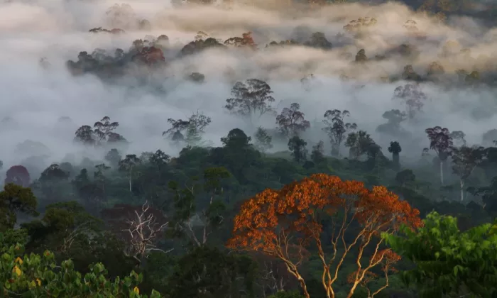 ASEAN is endowed with tropical rainforests, mangroves, peatlands, and growing renewable energy capacity, providing the region with significant opportunities to develop a successful carbon market. Photo credit: iStock/Jason-T-Mulvaney.
