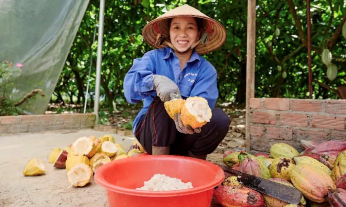 Cocoa farmer Bui Thi Lien collecting wet beans from cocoa pods. Photo credit: Courtesy of SWITCH-Asia.
