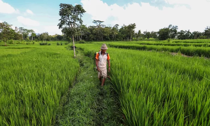 Indonesia’s food systems transformation is a central pillar of its efforts to achieve the Sustainable Development Goals. Photo credit: ADB.