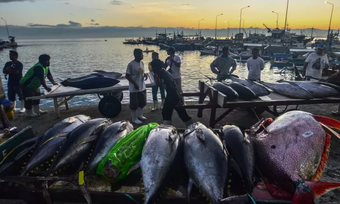 Fisheries and small-scale ports increasingly operate in a complex and shifting landscape due to climate change, ecosystem pressures, and market expectations around traceability, responsible sourcing, and sustainability standards. Photo credit: ADB.