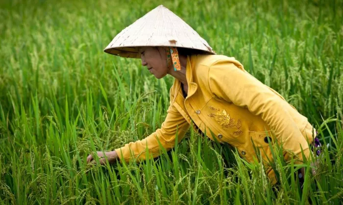 A new UN report says an estimated 12.8% of the region’s population, or about 89.5 million people, experienced moderate or severe food insecurity in 2025, down from 15.3%, or 103.5 million in 2020. Photo credit: ADB.