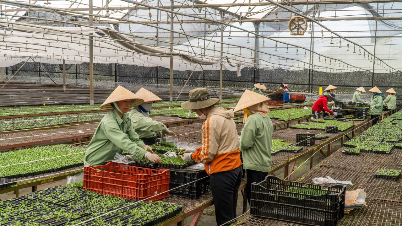 High-value horticulture in Viet Nam